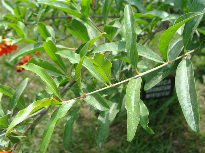  Leafy Branch 